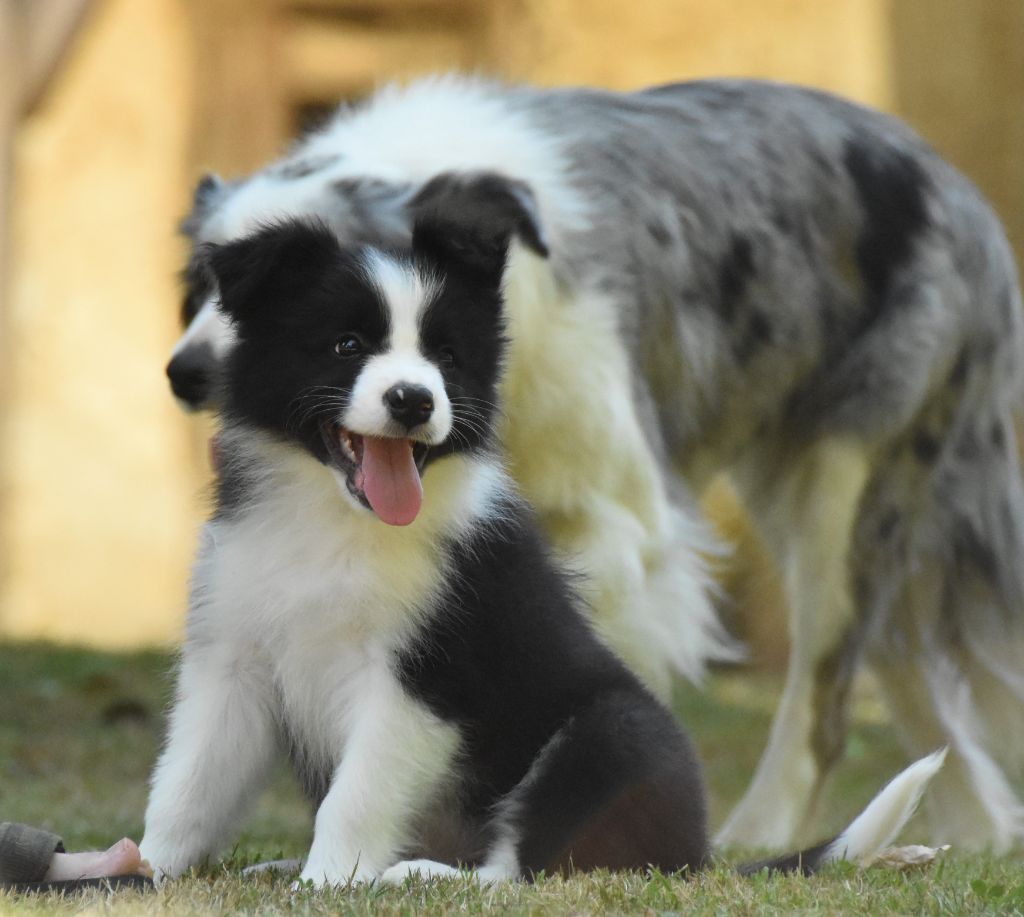 des Collines de Sagne - Chiots disponibles - Border Collie