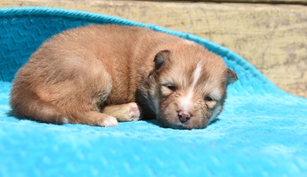 des Collines de Sagne - Chiots disponibles - Chien finnois de Laponie