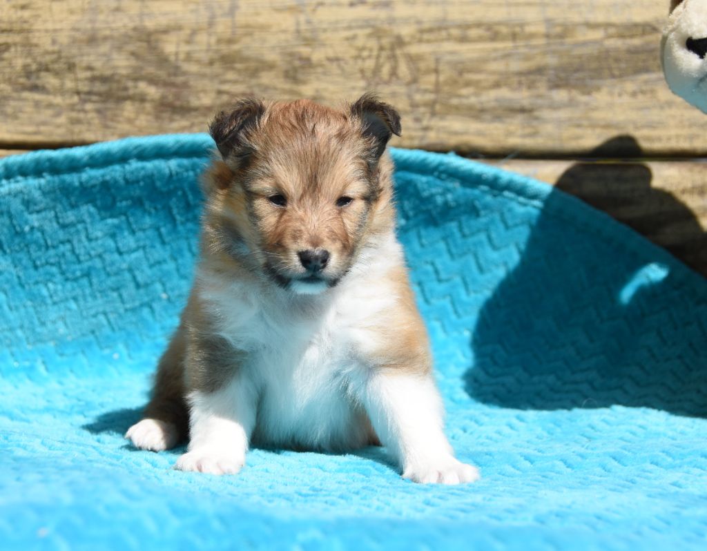des Collines de Sagne - Chiots disponibles - Shetland Sheepdog