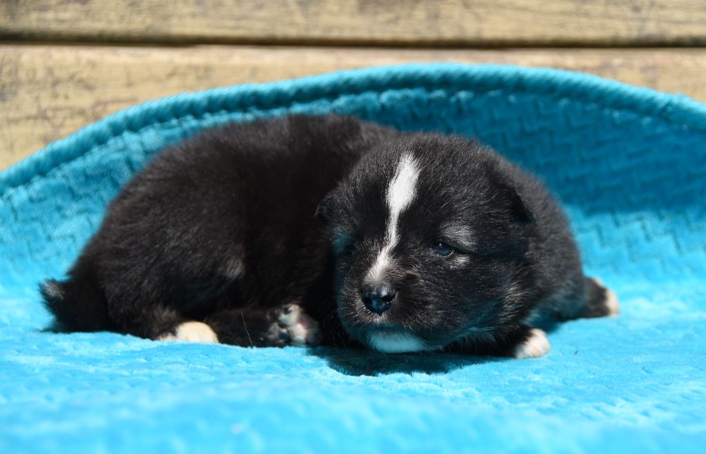 des Collines de Sagne - Chiots disponibles - Chien finnois de Laponie