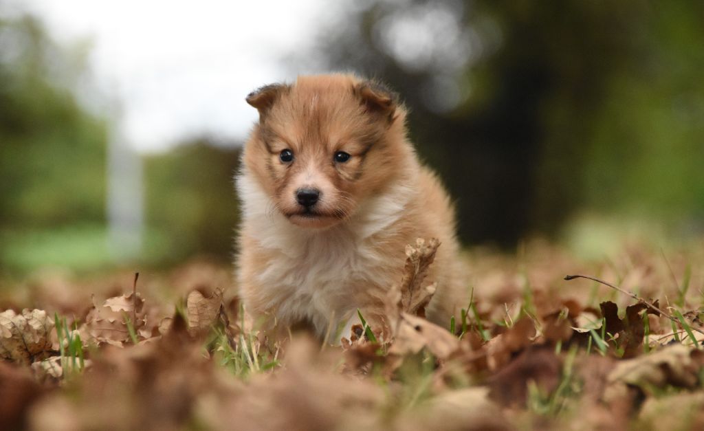 des Collines de Sagne - Chiots disponibles - Shetland Sheepdog