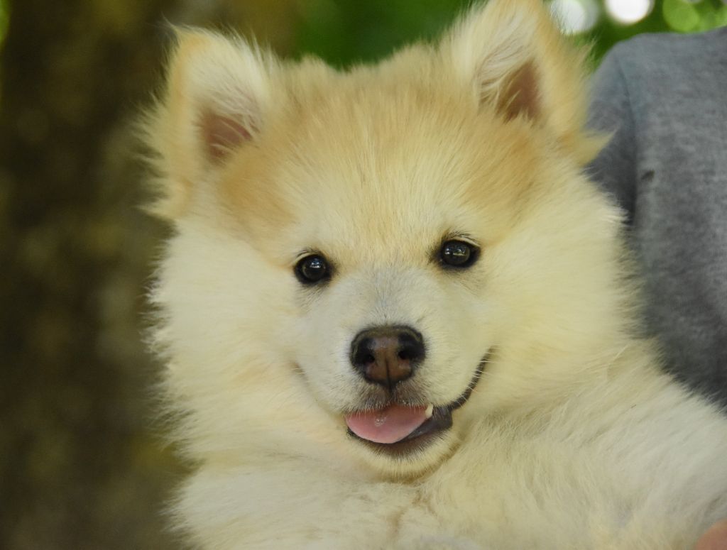 des Collines de Sagne - Chiots disponibles - Chien finnois de Laponie