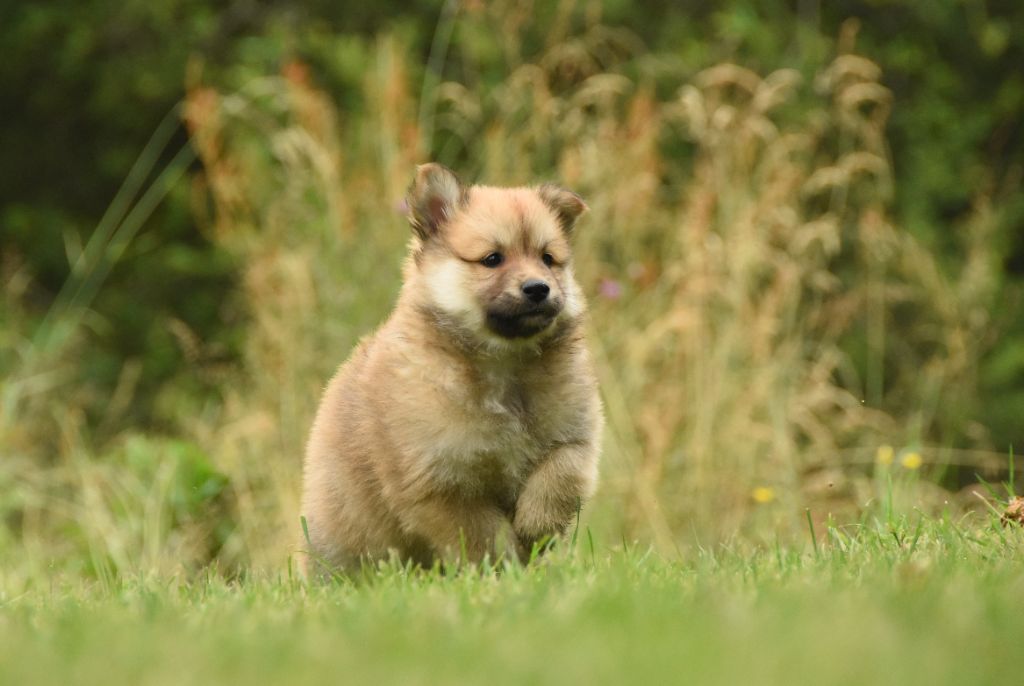 des Collines de Sagne - Chiots disponibles - Chien finnois de Laponie