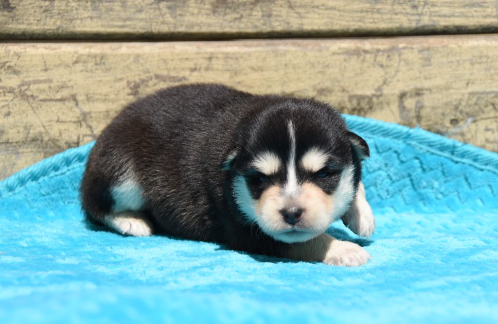 des Collines de Sagne - Chiots disponibles - Chien finnois de Laponie
