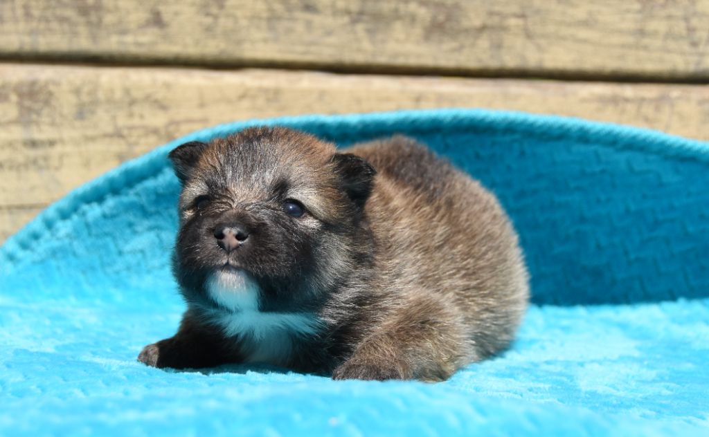 des Collines de Sagne - Chiots disponibles - Chien finnois de Laponie