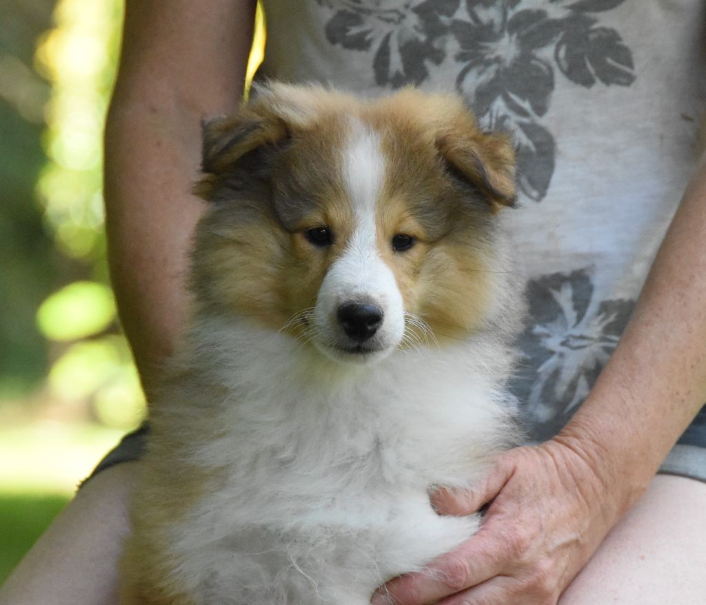 des Collines de Sagne - Chiots disponibles - Shetland Sheepdog