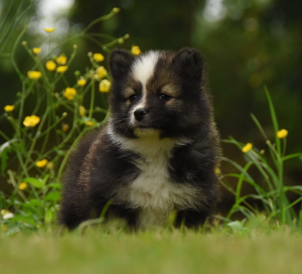 des Collines de Sagne - Chiots disponibles - Chien finnois de Laponie