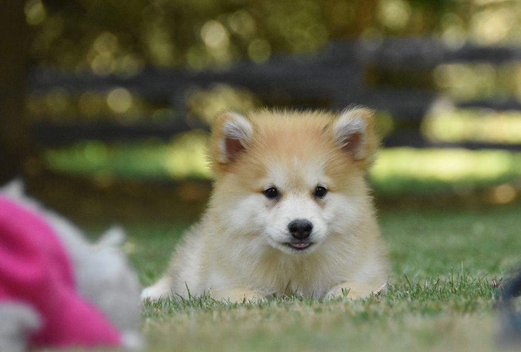 des Collines de Sagne - Chiots disponibles - Chien finnois de Laponie