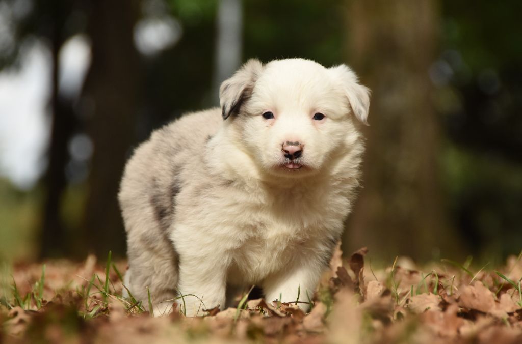 des Collines de Sagne - Chiots disponibles - Border Collie