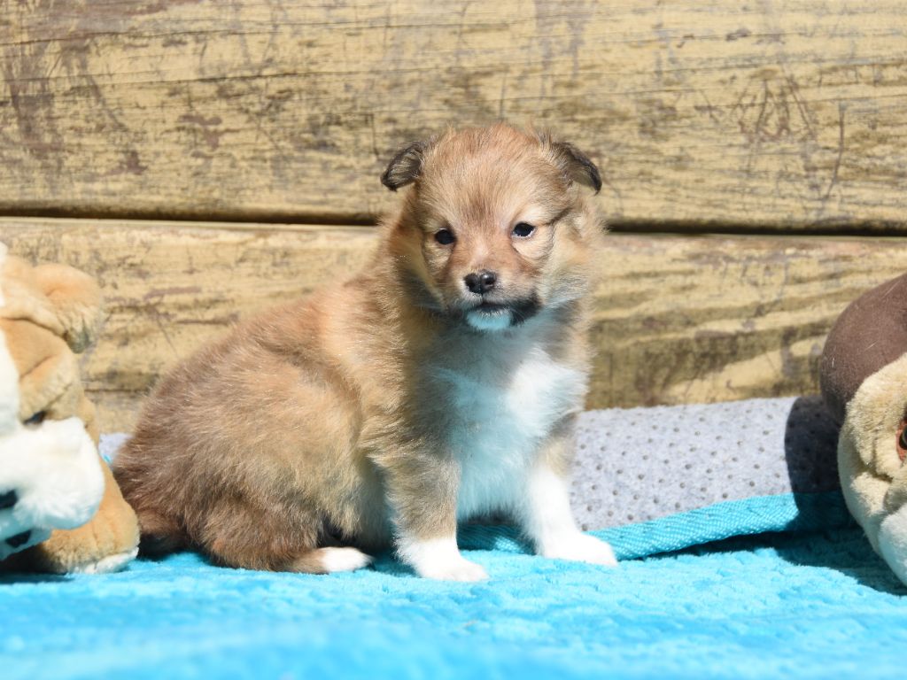 des Collines de Sagne - Chiots disponibles - Shetland Sheepdog