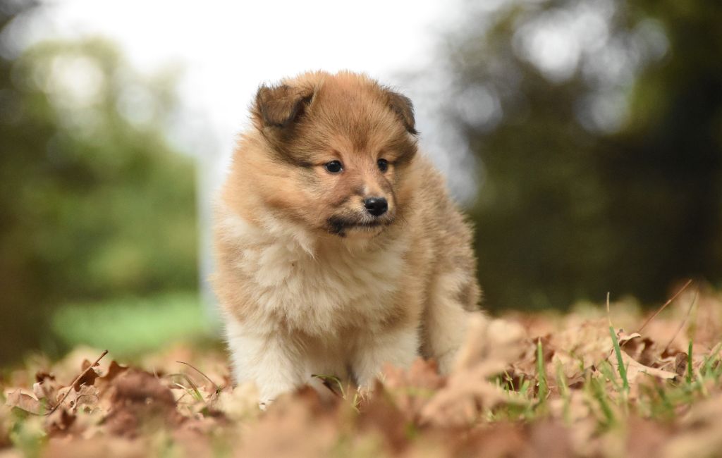 des Collines de Sagne - Chiots disponibles - Shetland Sheepdog