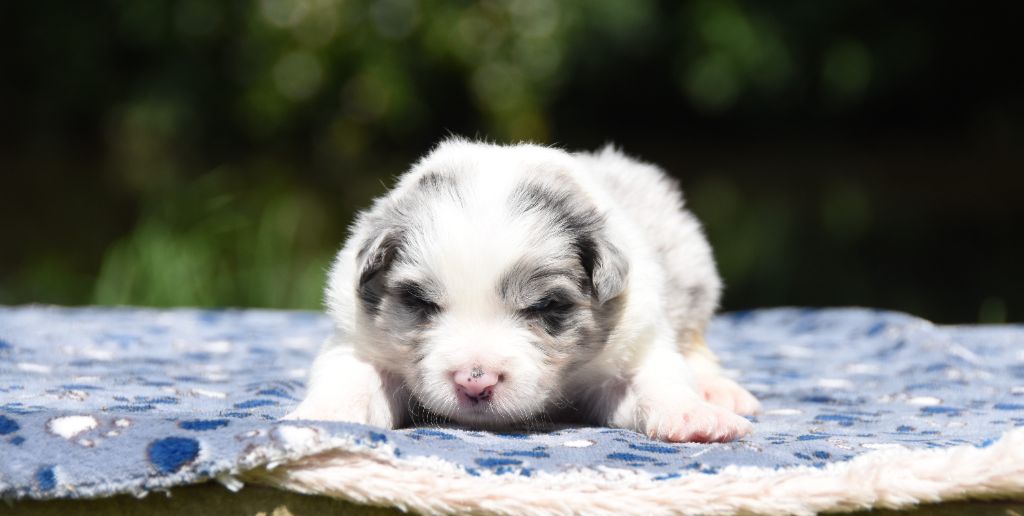 des Collines de Sagne - Chiots disponibles - Border Collie