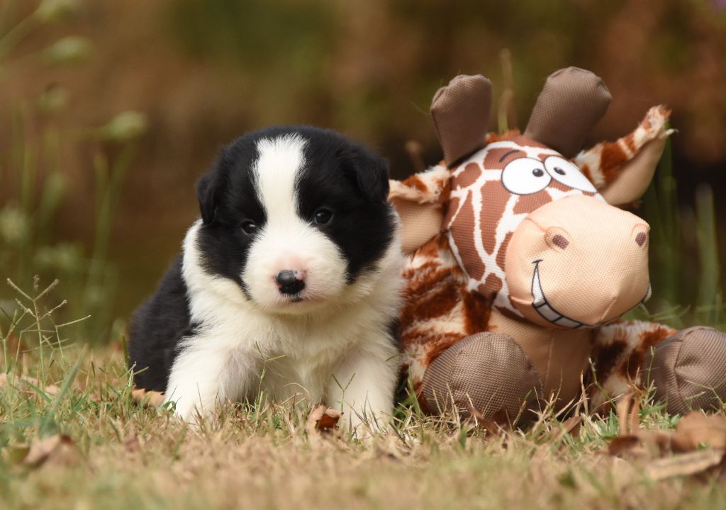 des Collines de Sagne - Chiots disponibles - Border Collie
