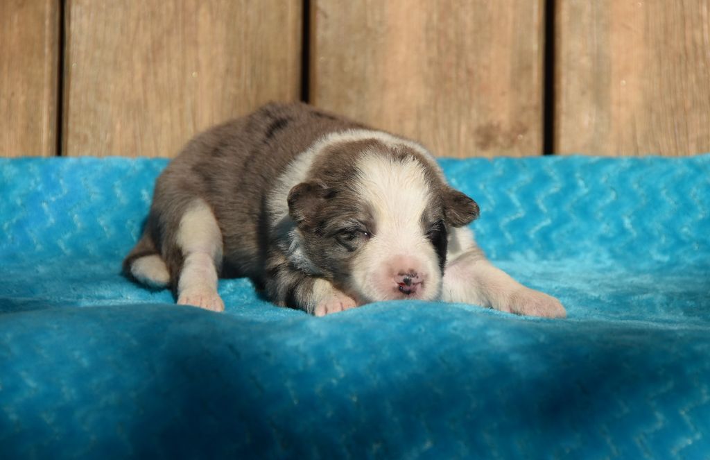 des Collines de Sagne - Chiots disponibles - Border Collie
