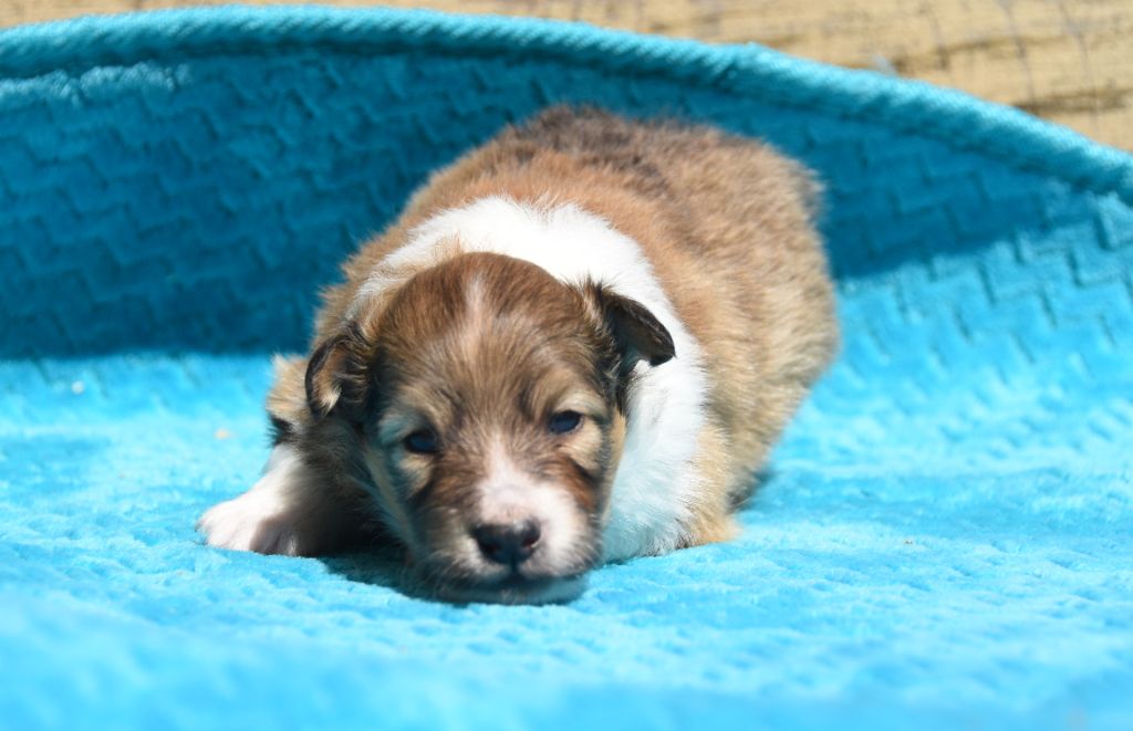 des Collines de Sagne - Chiots disponibles - Shetland Sheepdog
