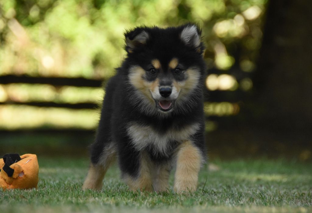 des Collines de Sagne - Chiots disponibles - Chien finnois de Laponie