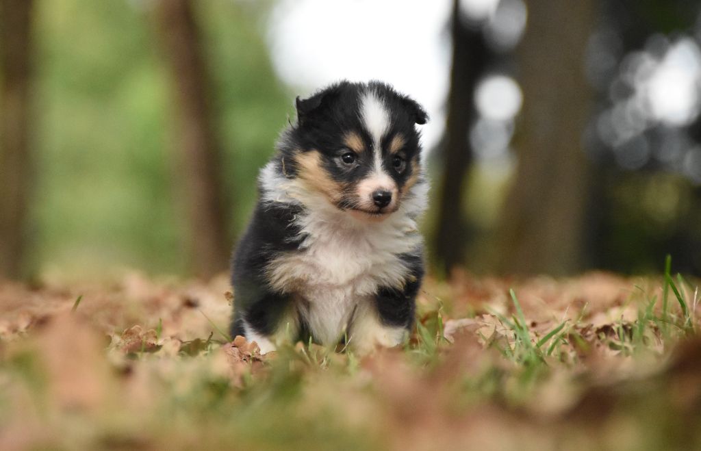 des Collines de Sagne - Chiots disponibles - Shetland Sheepdog