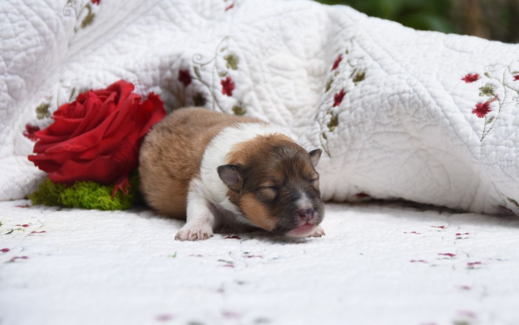 des Collines de Sagne - Chiots disponibles - Shetland Sheepdog