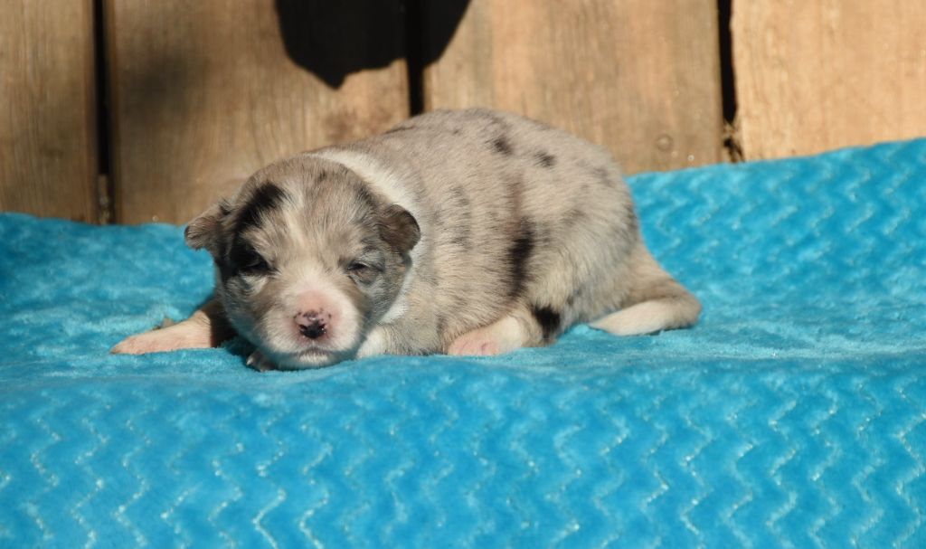 des Collines de Sagne - Chiots disponibles - Border Collie