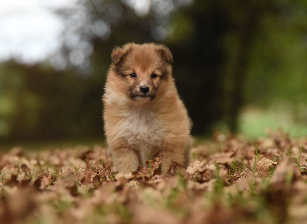 des Collines de Sagne - Shetland Sheepdog - Portée née le 21/07/2025