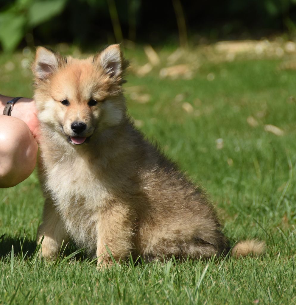 des Collines de Sagne - Chiots disponibles - Chien finnois de Laponie