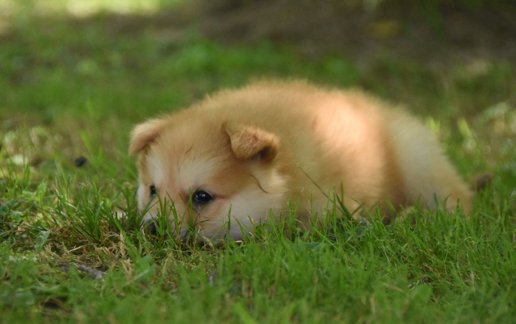des Collines de Sagne - Chiots disponibles - Chien finnois de Laponie