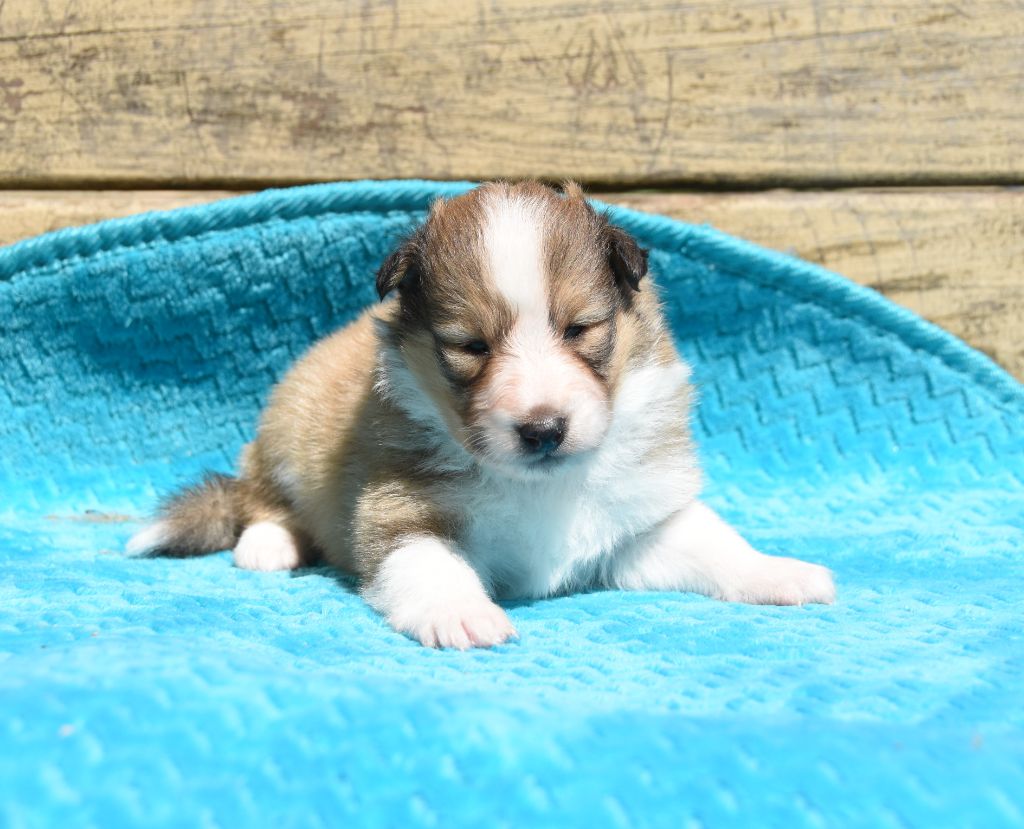 des Collines de Sagne - Chiots disponibles - Shetland Sheepdog