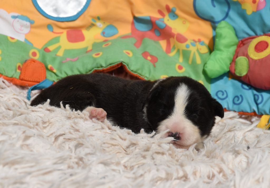 des Collines de Sagne - Chiots disponibles - Border Collie