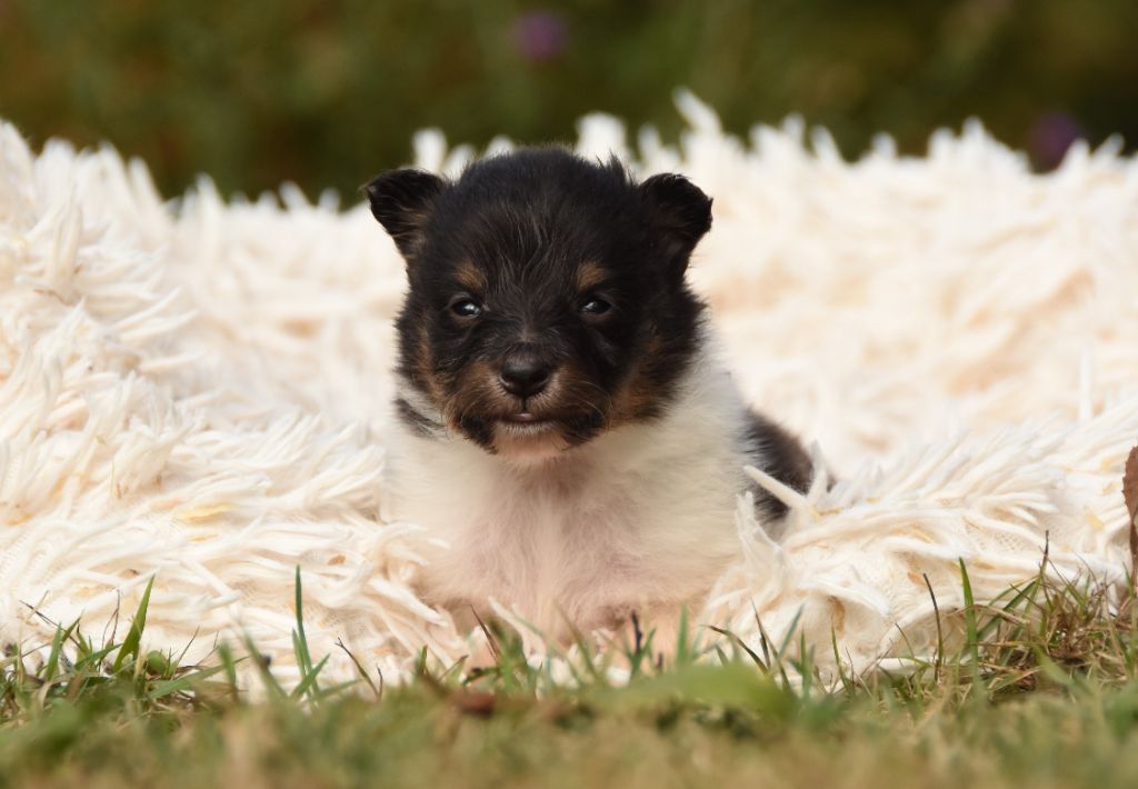 des Collines de Sagne - Chiots disponibles - Shetland Sheepdog