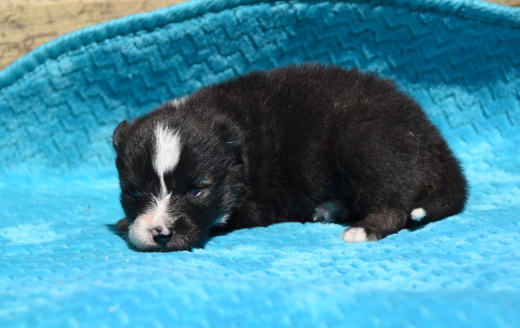 des Collines de Sagne - Chiots disponibles - Chien finnois de Laponie