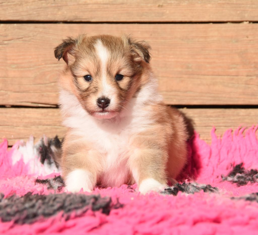des Collines de Sagne - Chiots disponibles - Shetland Sheepdog