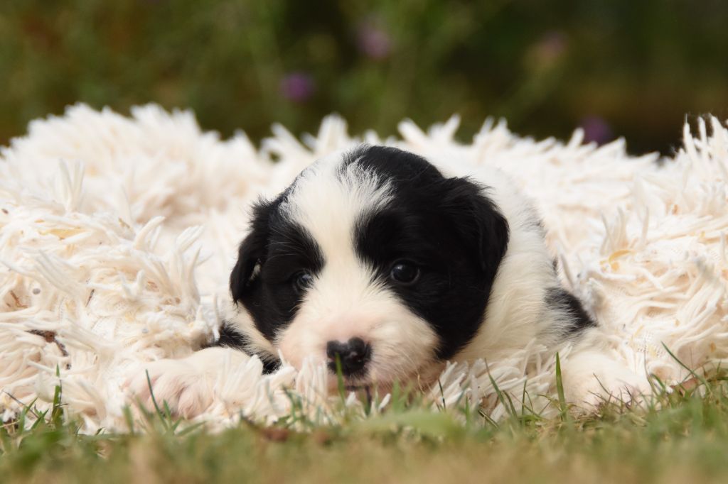 des Collines de Sagne - Chiots disponibles - Border Collie