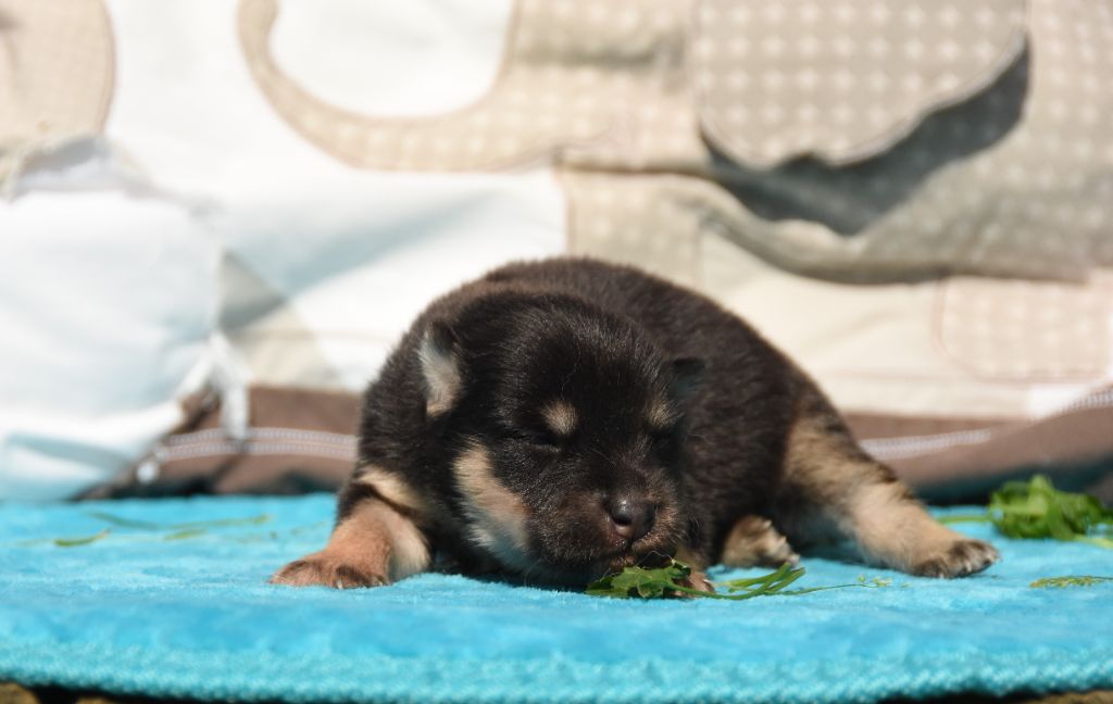 des Collines de Sagne - Chiots disponibles - Chien finnois de Laponie