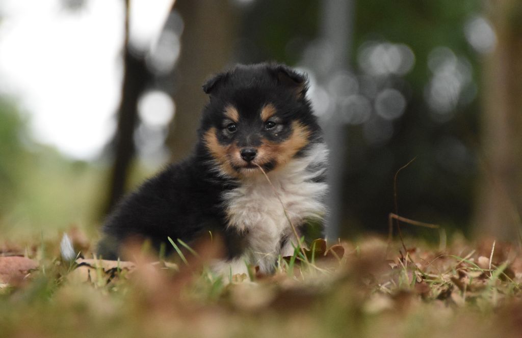 des Collines de Sagne - Chiots disponibles - Shetland Sheepdog