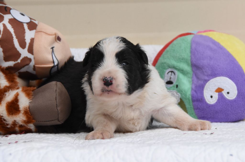 des Collines de Sagne - Chiots disponibles - Border Collie