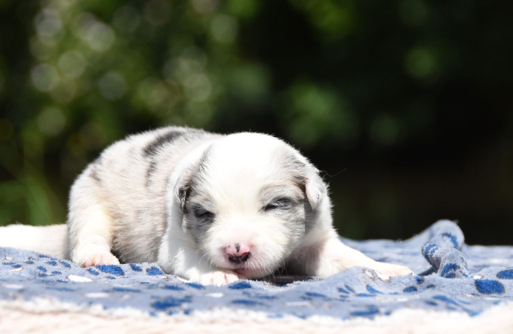 des Collines de Sagne - Chiots disponibles - Border Collie