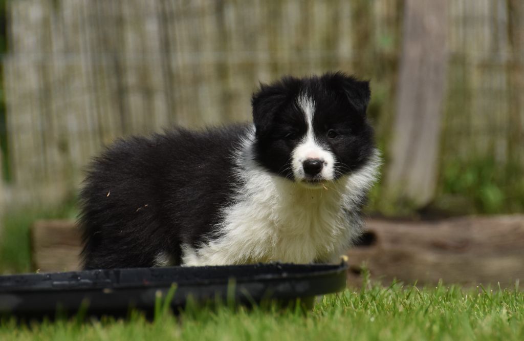 des Collines de Sagne - Chiots disponibles - Border Collie