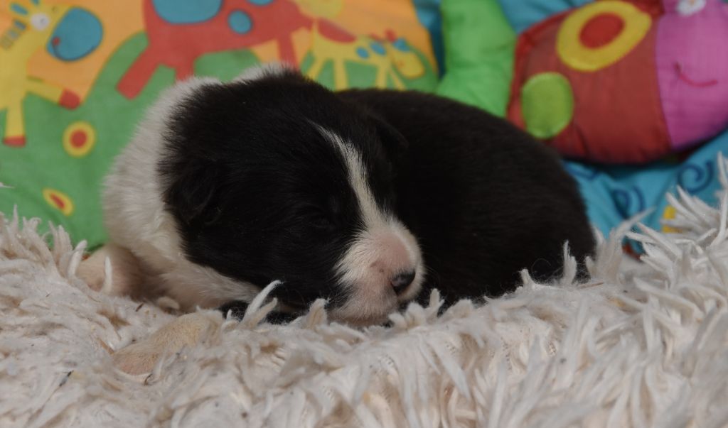 des Collines de Sagne - Chiots disponibles - Border Collie